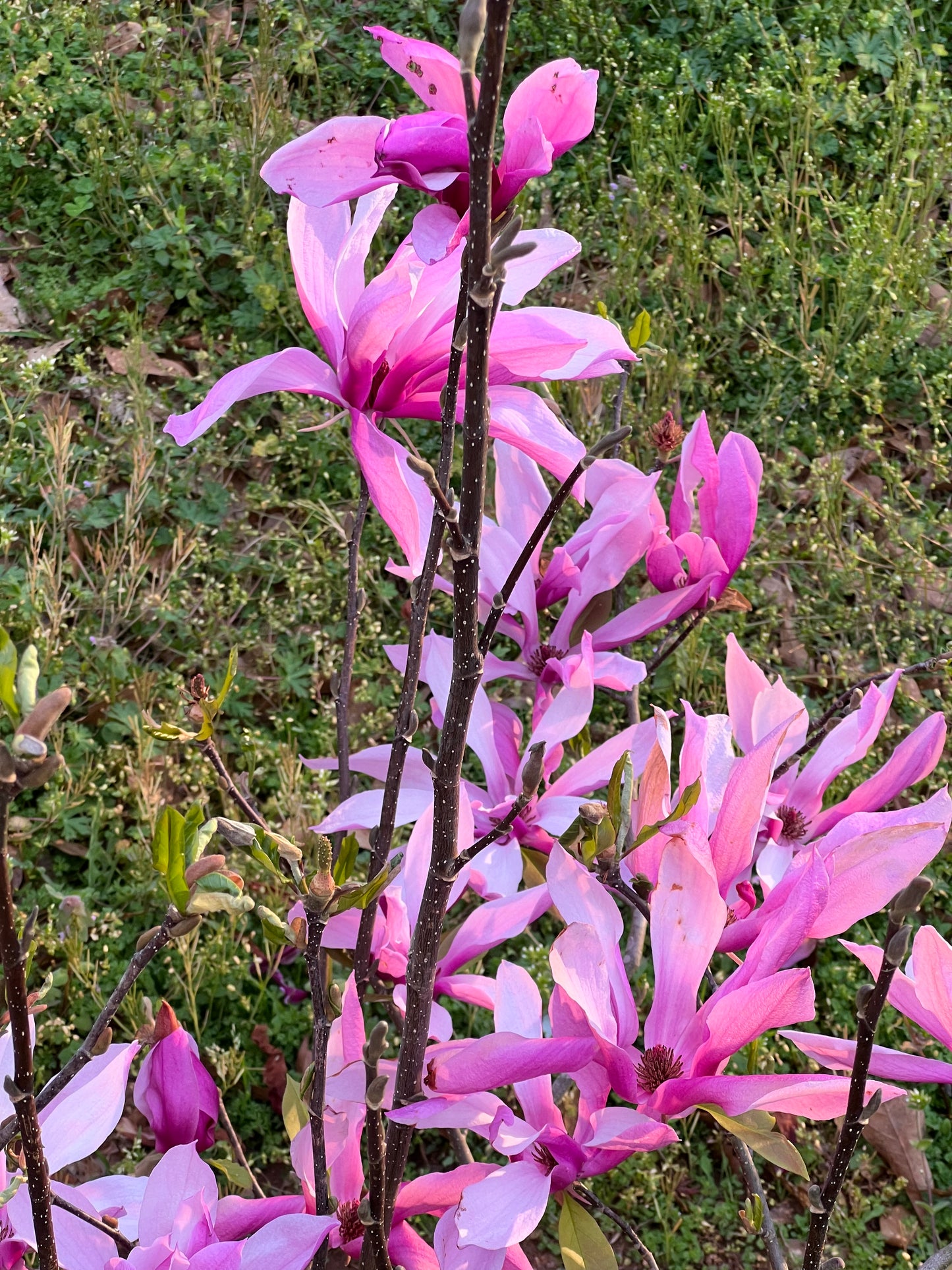 Jane Magnolia Plant