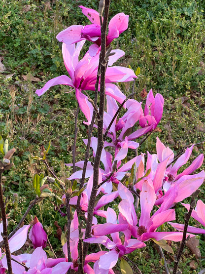 Jane Magnolia Plant