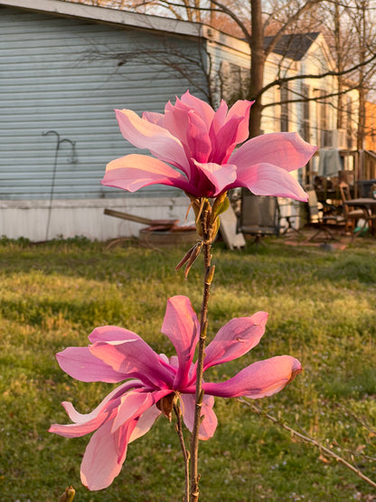 Jane Magnolia Plant