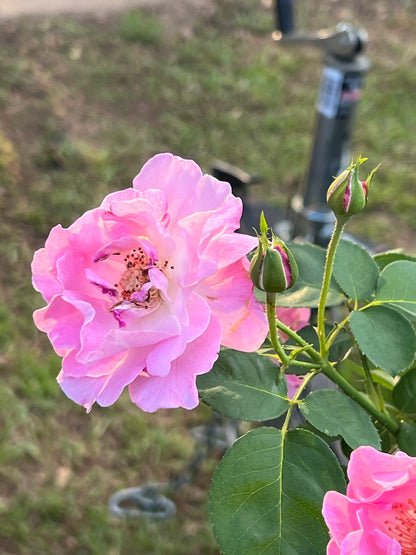 Brindabella First Lady Rose