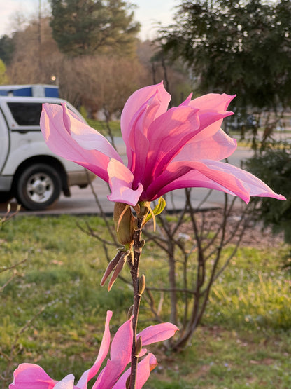 Jane Magnolia Plant