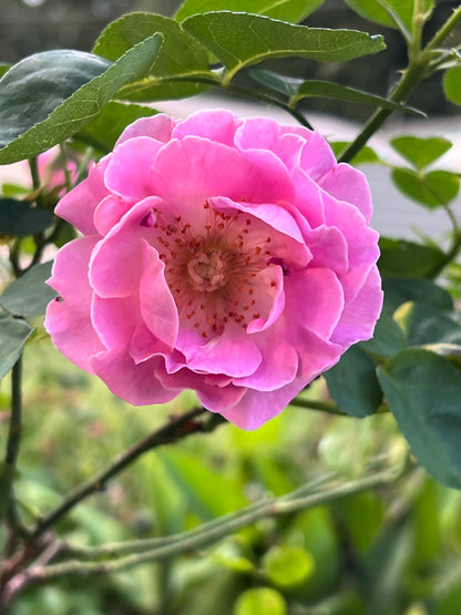 Brindabella First Lady Rose