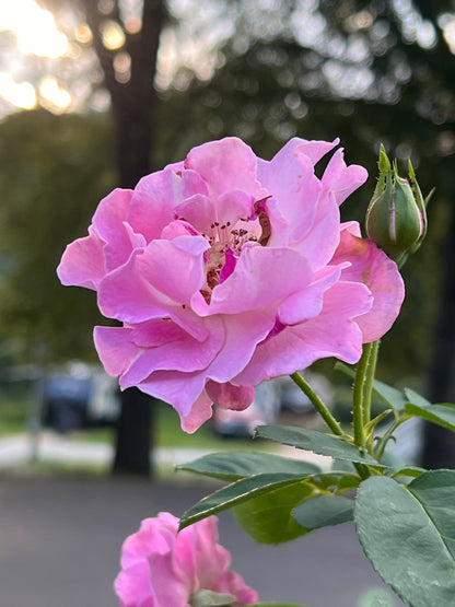 Brindabella First Lady Rose