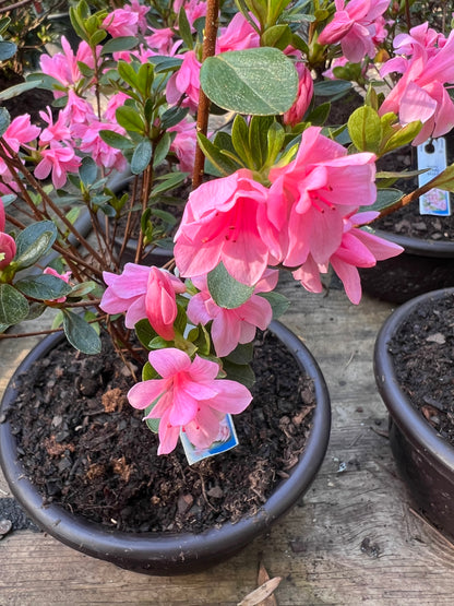 Coral Bells Azalea