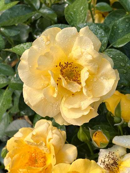 Gorgeous Yellow Rose 'Julia Child'