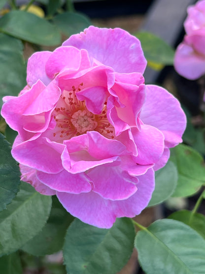 Brindabella First Lady Rose