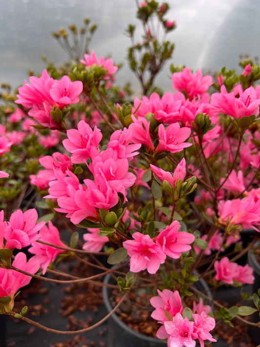 Coral Bells Azalea