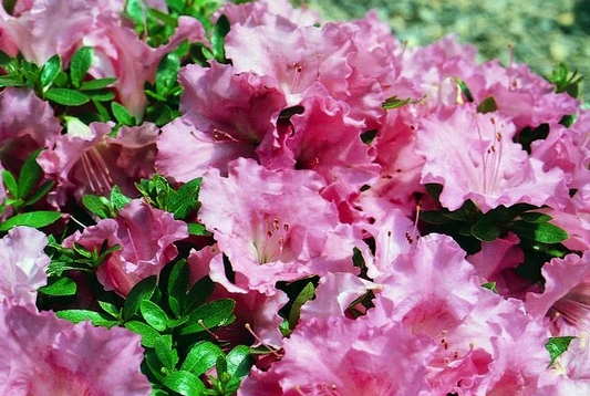 Gumpo Pink Azalea Plant