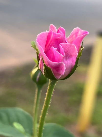 Brindabella First Lady Rose