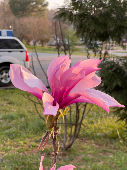 Jane Magnolia Plant