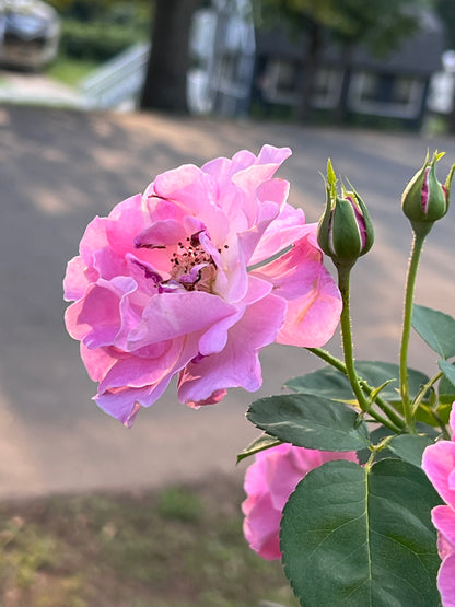 Brindabella First Lady Rose