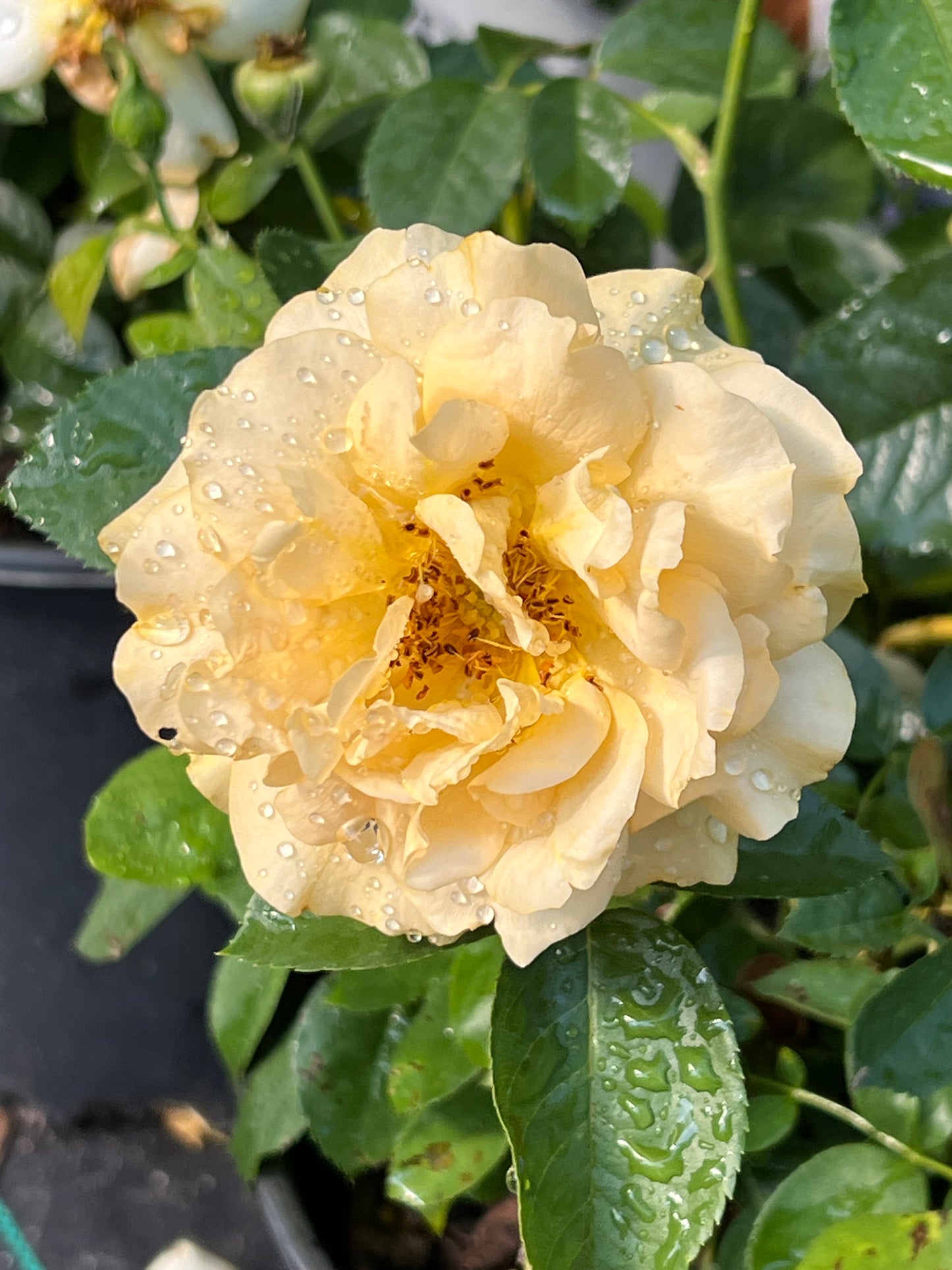 Gorgeous Yellow Rose 'Julia Child'