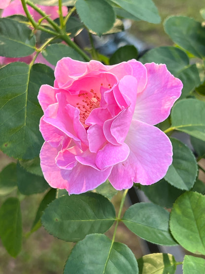 Brindabella First Lady Rose