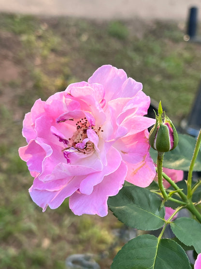 Brindabella First Lady Rose