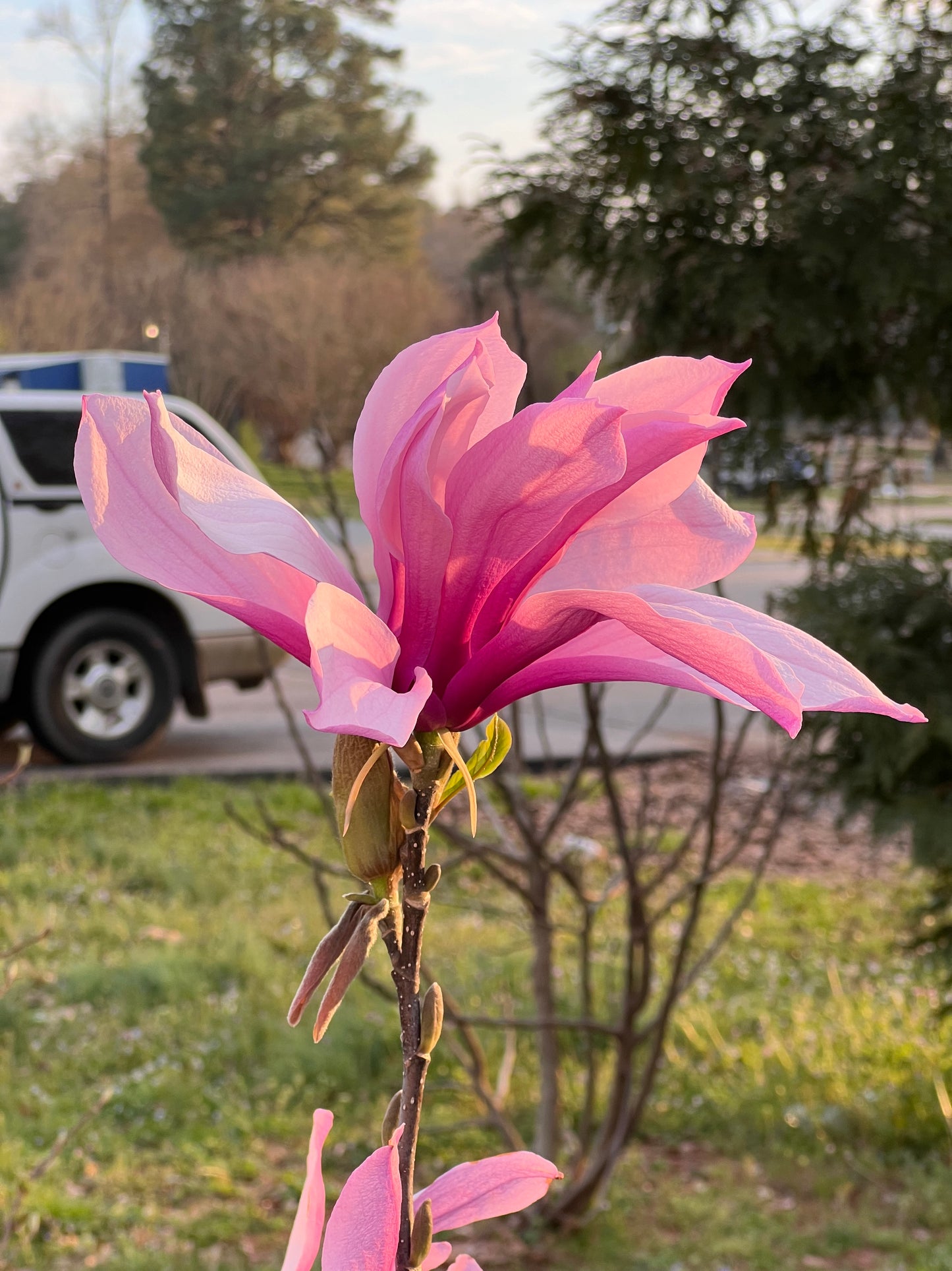 Jane Magnolia Plant