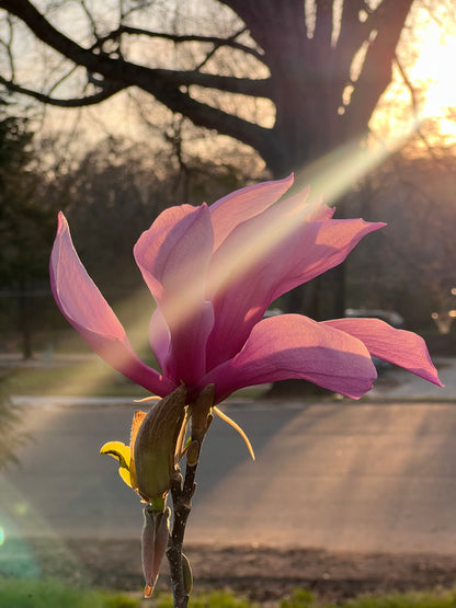 Jane Magnolia Plant