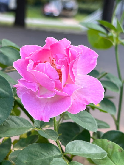 Brindabella First Lady Rose