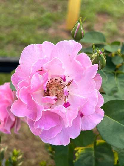 Brindabella First Lady Rose