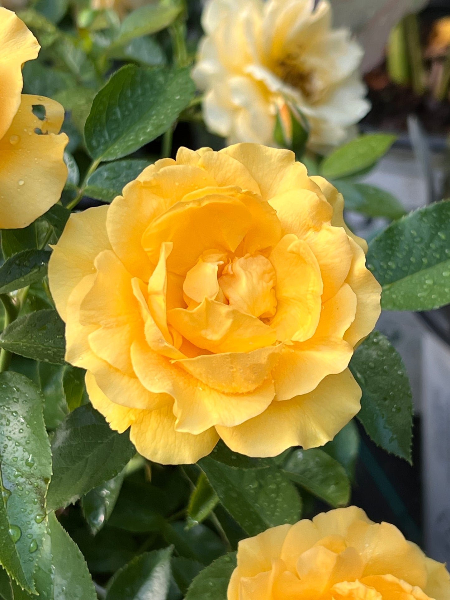 Gorgeous Yellow Rose 'Julia Child'