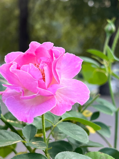 Brindabella First Lady Rose