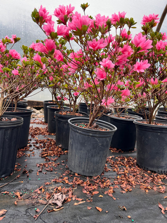 Coral Bells Azalea