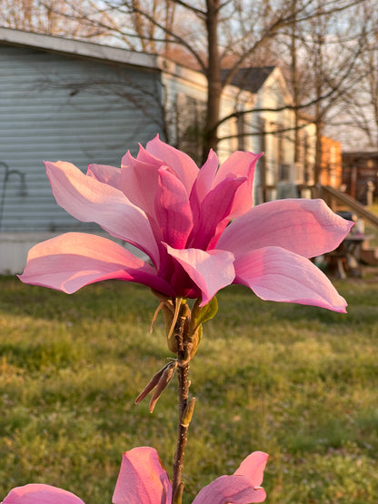 Jane Magnolia Plant