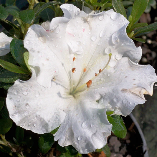 Gumpo White Azalea Plant