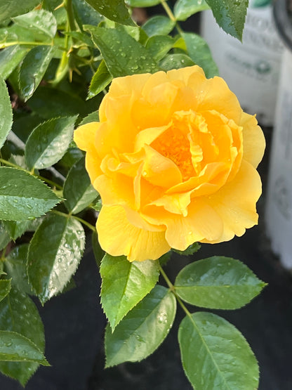 Gorgeous Yellow Rose 'Julia Child'