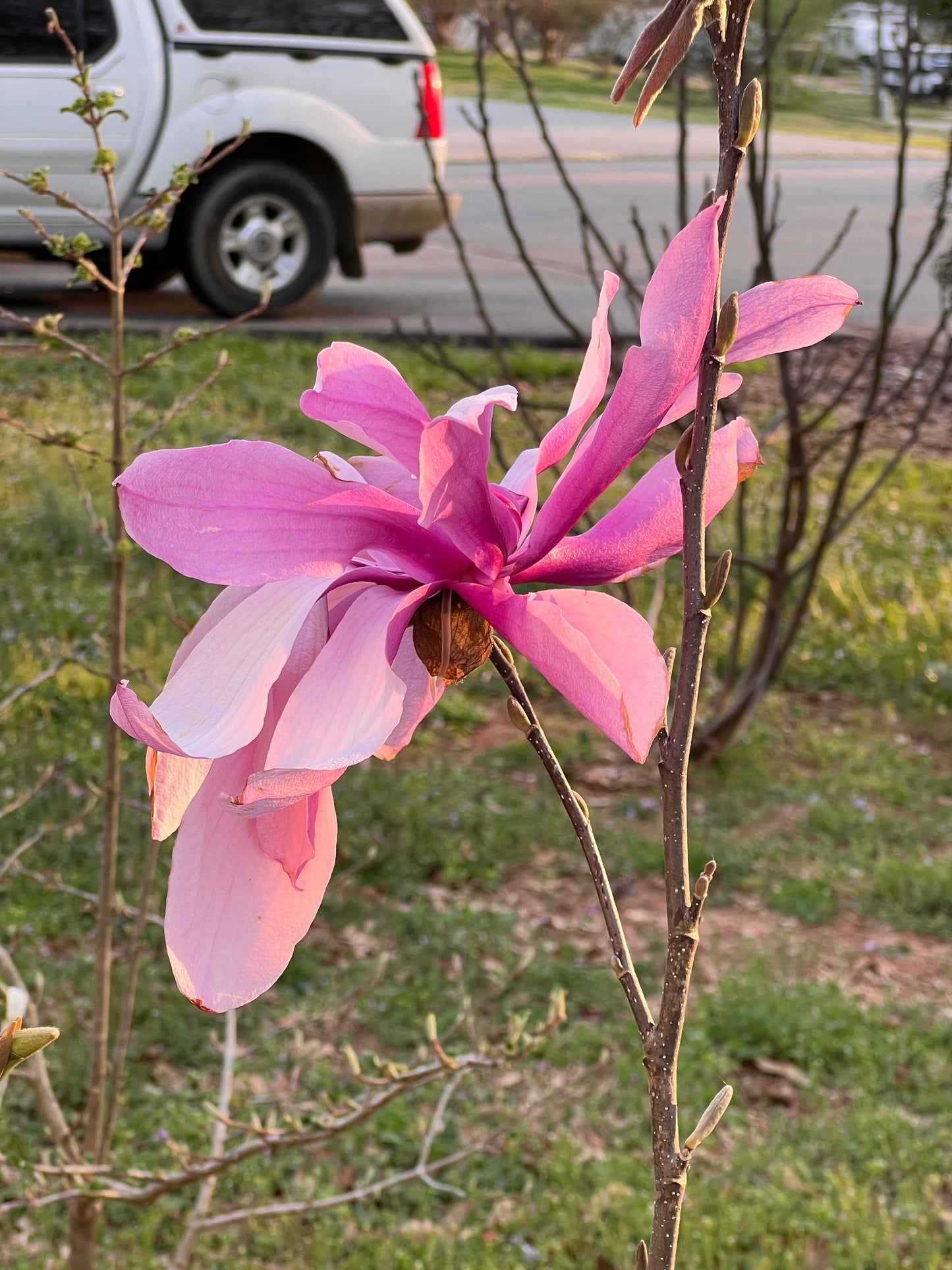 Jane Magnolia Plant