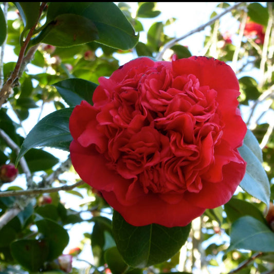 Professor Charles Sargent Camellia  japonica Red Flower