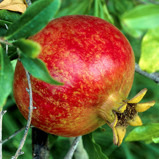 Russian Pomegranate