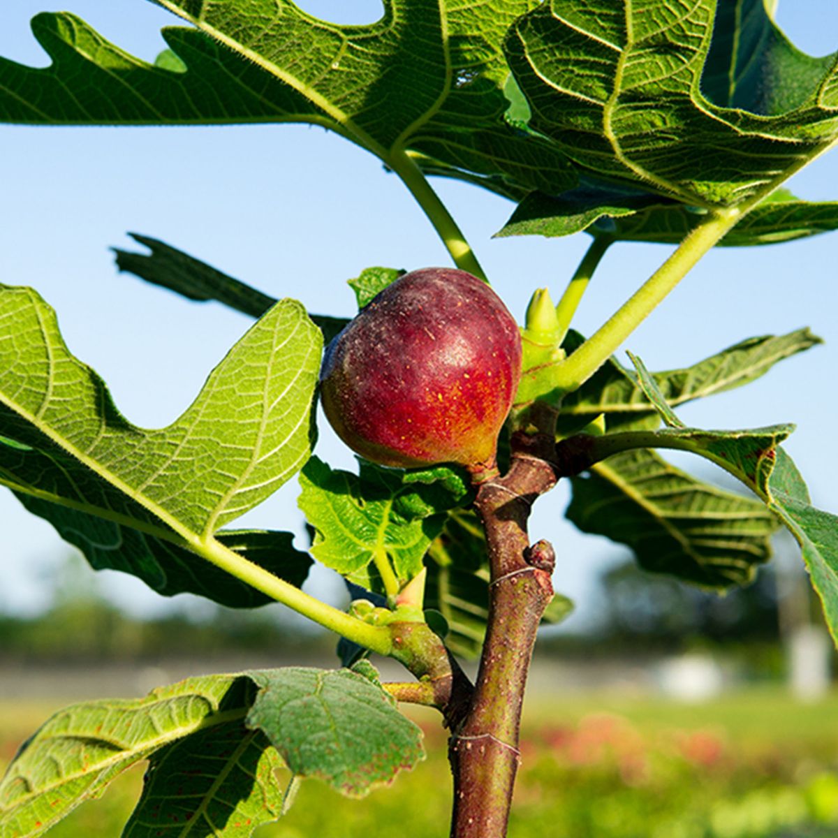 Chicago Cold Hardy Fruit Plant