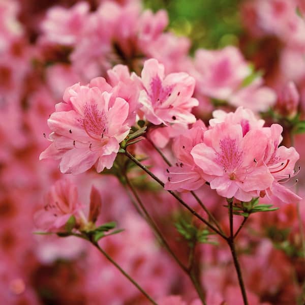 Hampton Beauty Azalea