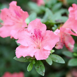 Hampton Beauty Azalea