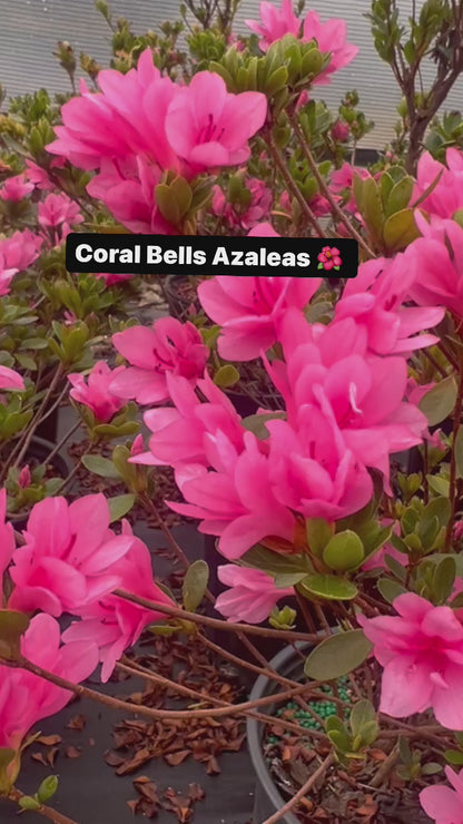 Coral Bells Azalea