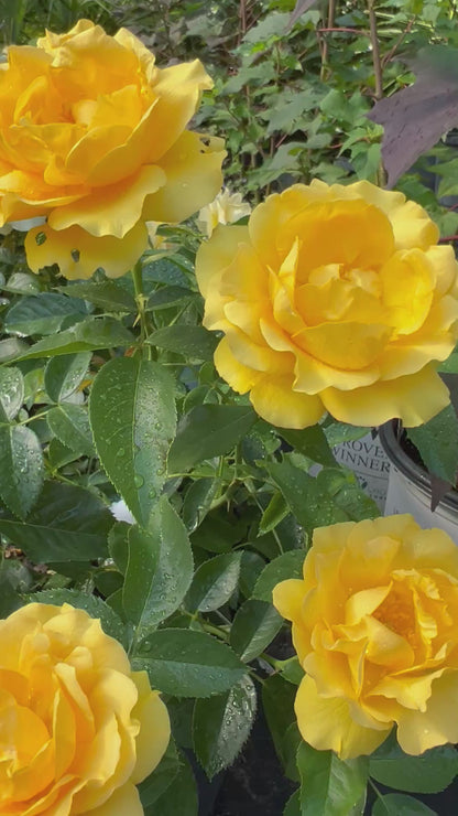 Gorgeous Yellow Rose 'Julia Child'