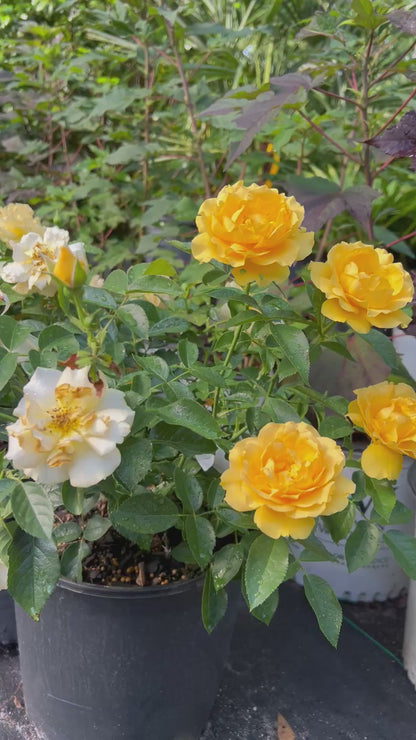 Gorgeous Yellow Rose 'Julia Child'