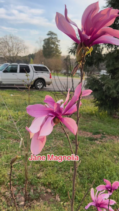 Jane Magnolia Plant