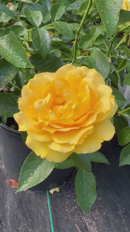 Gorgeous Yellow Rose 'Julia Child'