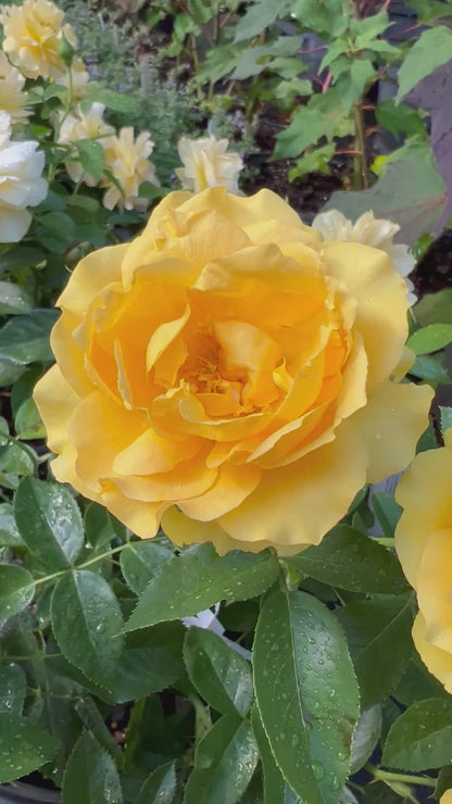 Gorgeous Yellow Rose 'Julia Child'