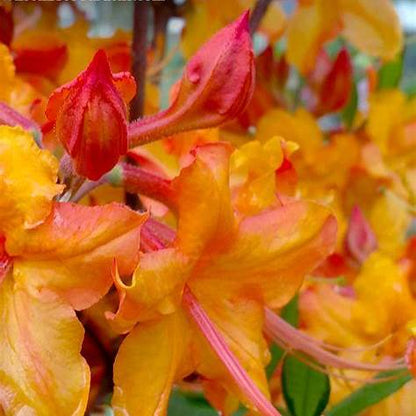 Tallullah Sunrise Rhododendron  Native Azalea