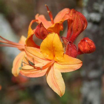 Tallullah Sunrise Rhododendron  Native Azalea