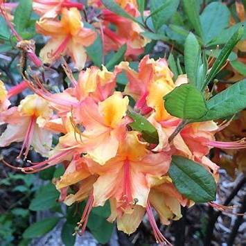 Tallullah Sunrise Rhododendron  Native Azalea