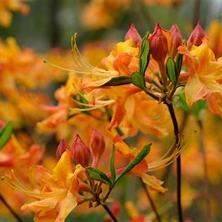 Tallullah Sunrise Rhododendron  Native Azalea