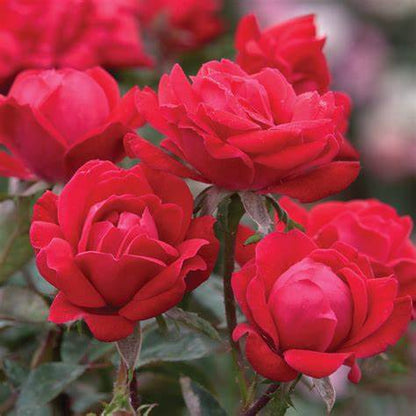 Red Double Knock Out  Rose