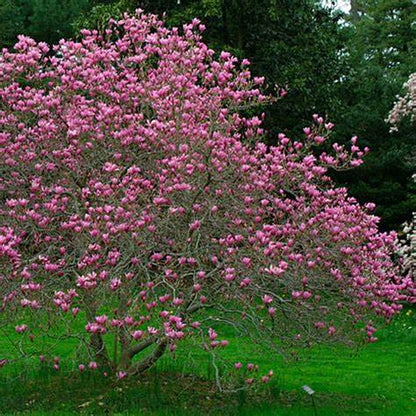 Ann Magnolia Plant