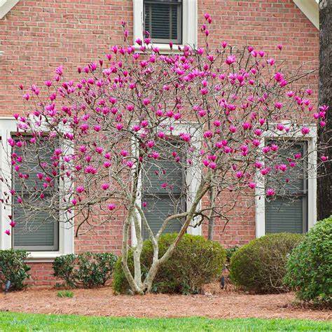 Ann Magnolia Plant