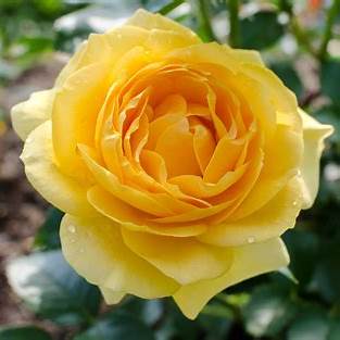 Gorgeous Yellow Rose 'Julia Child'