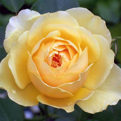 Gorgeous Yellow Rose 'Julia Child'