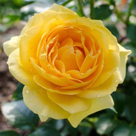 Gorgeous Yellow Rose 'Julia Child'